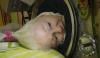 Martha Lillard, last US polio survivor to rely on iron lung dies at 78