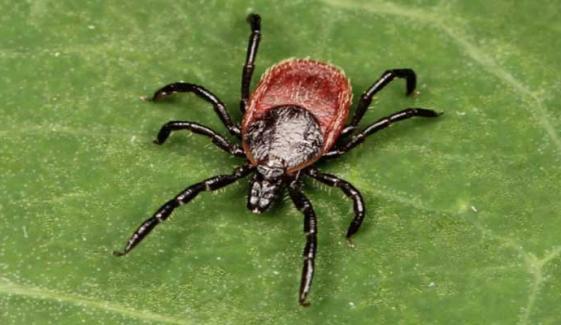 Tick-borne diseases continue to rise across Canada, raising health concerns 