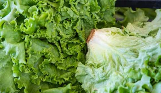 Cyclospora outbreak: Michigan identifies lettuce, salad greens as possible source 