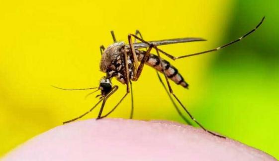 Mosquitoes in Toronto, other regions test positive for West Nile virus, raising concerns