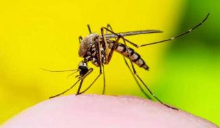 Mosquitoes in Toronto, other regions test positive for West Nile virus, raising concerns