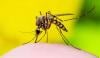 Mosquitoes in Toronto, other regions test positive for West Nile virus, raising concerns