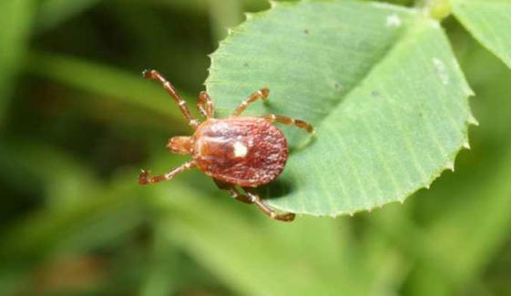 New York reports first case of rare Bourbon virus: Everything to know about 