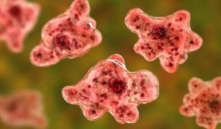 North Carolina teen battles rare brain-eating amoeba infection
