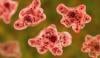 North Carolina teen battles rare brain-eating amoeba infection