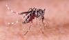 Dengue- and Zika-carrying mosquitoes found breeding in UK for first time 