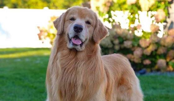 Tucker Budzyn, TikTok’s famous golden retriever dies at 8: Here’s what we know