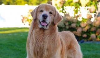 Tucker Budzyn, TikTok’s famous golden retriever dies at 8: Here’s what we know