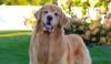 Tucker Budzyn, TikTok’s famous golden retriever dies at 8: Here’s what we know