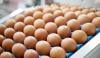 Vermont farm issues voluntary egg recall over Salmonella contamination