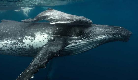 Humpback whale mom’s ‘heartbreaking’ video leaves scientist stunned: ‘Rare’