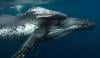 Humpback whale mom’s ‘heartbreaking’ video leaves scientist stunned: ‘Rare’