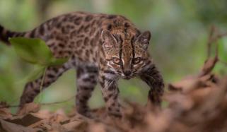 New wild cat species discovered in Bolivia after more than a century-long wait