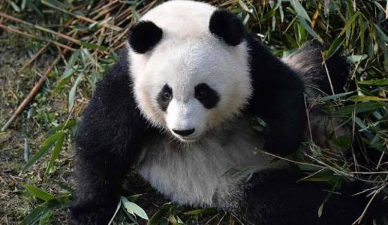 Panda diplomacy: From Tang Dynasty to today, how China's soft power evolved