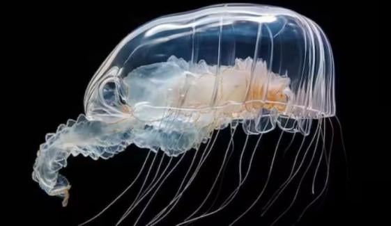 500-year-old clams and immortal jellyfish: Earth’s oldest living creatures