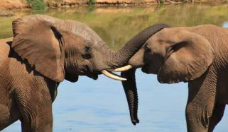 Elephants have names for each other just like humans do, researchers discover
