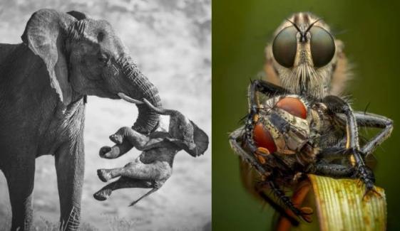 Wildlife photographer of the year 2026 reveal: See incredible images