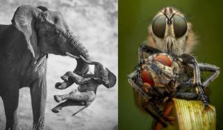 Wildlife photographer of the year 2026 reveal: See incredible images