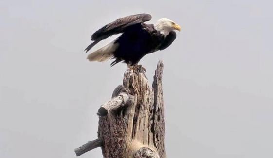 Big Bear bald eagle Jackie's cause of death confirmed months after death