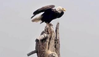 Big Bear bald eagle Jackie's cause of death confirmed months after death