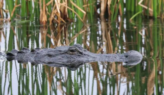 Lake Apopka alligator attack kills fisherman, rescuers face more gators