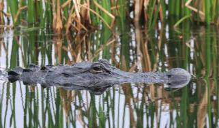 Lake Apopka alligator attack kills fisherman, rescuers face more gators