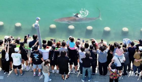 Celebrity shark guided out of South Korean canal returns hours after rescue