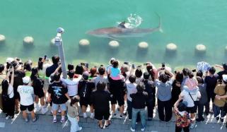 Celebrity shark guided out of South Korean canal returns hours after rescue