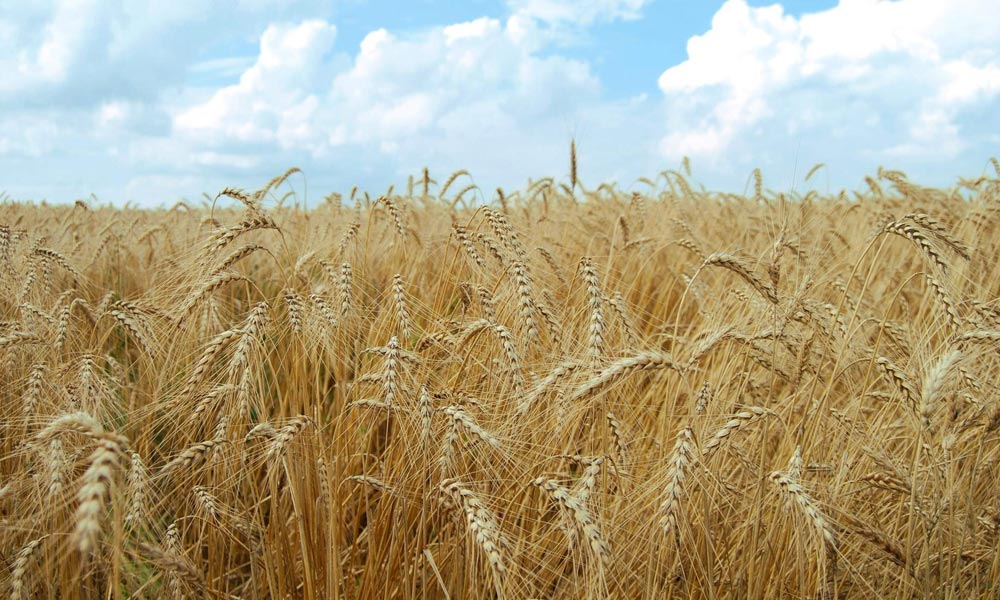 حکومت کسانوں سے رواں برس پوری گندم خریدے گی؟