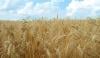 حکومت کسانوں سے رواں برس پوری گندم خریدے گی؟