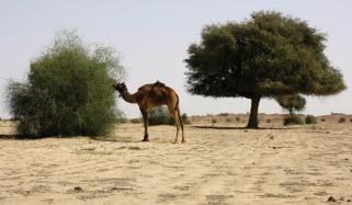 ’’تھر‘‘کے آثار قدیمہ میں چھُپے خزانے