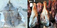 مردہ جانوروں کے گوشت کی فروخت