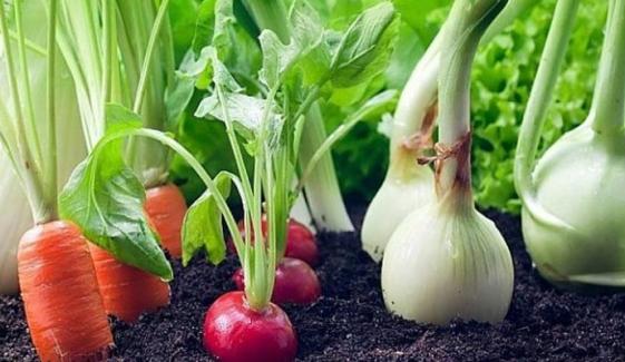 گھریلو سطح پر سبزیوں کی کاشت