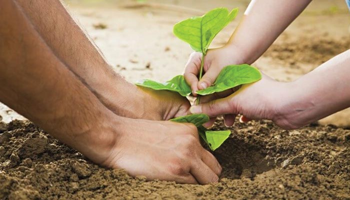 شجرکاری کا منفرد طریقہ