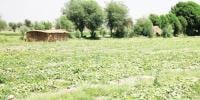 سندھ کی مٹی ’’سونا‘‘ اُگلتی ہے