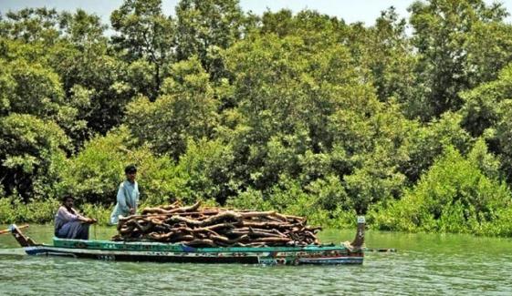 تیمر کے ساحلی جنگلات میں آباد تیمر کمیونٹی