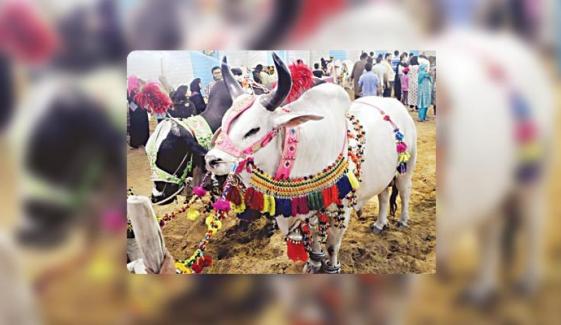 ’’بادشاہ، شیرو‘‘ اور عیدِ قرباں