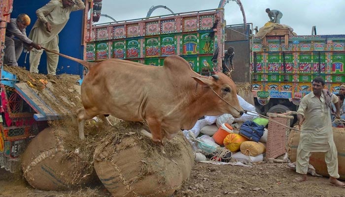 سہراب گوٹھ، کراچی کی مویشی منڈی