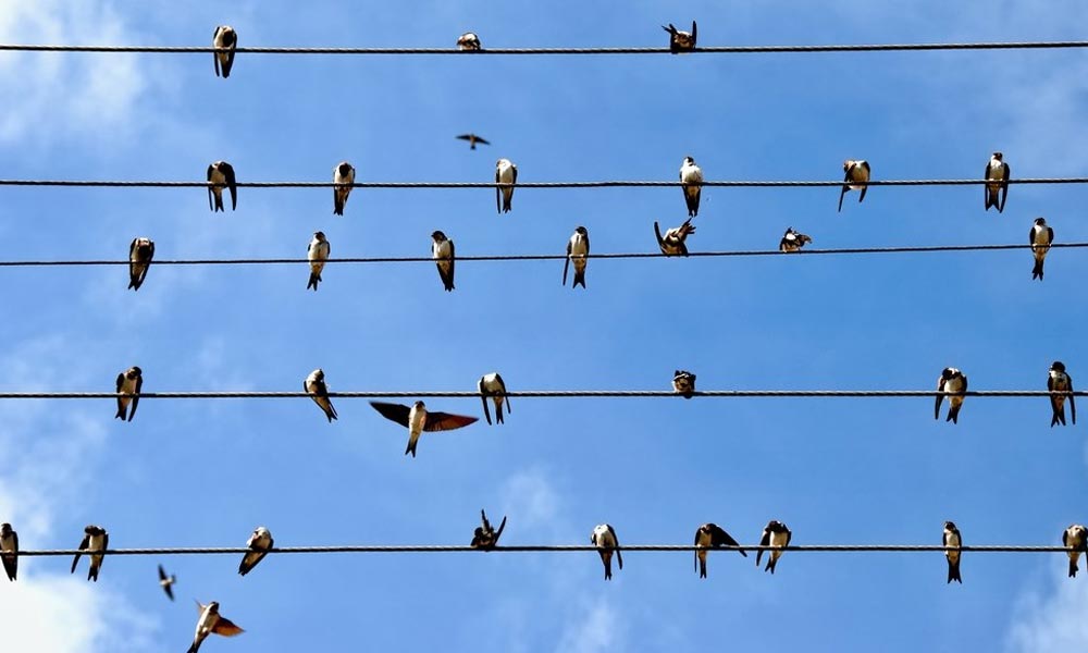 بجلی کے تاروں پربیٹھے پرندے ہلاک کیوں نہیںہوتے؟