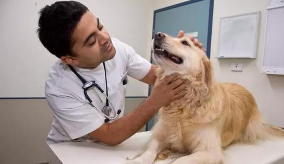 How To Save Pets Animals From The Disease