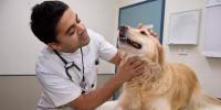 How To Save Pets Animals From The Disease