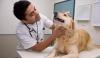 How To Save Pets Animals From The Disease