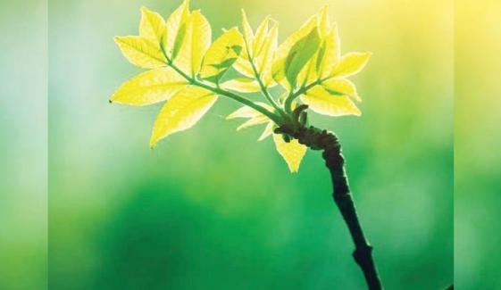 Zoological Compilation