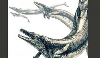 Whales