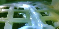 Grown Cotton On The Moon