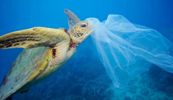 Plastic Is Enemy Of Turtles In The Sea