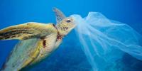 Plastic Is Enemy Of Turtles In The Sea