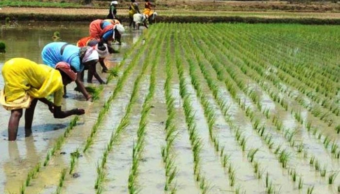 زرعی ترقی و اصلاحات کے بغیر خود کفالت ممکن نہیں