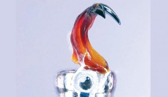 Marine Worm Helps New Technologies