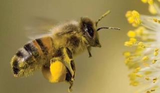 Now Honey Bee Can Also Calculate